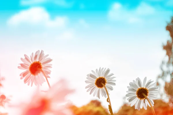 Witte lichte madeliefjebloemen op een achtergrond van de zomer landsca — Stockfoto
