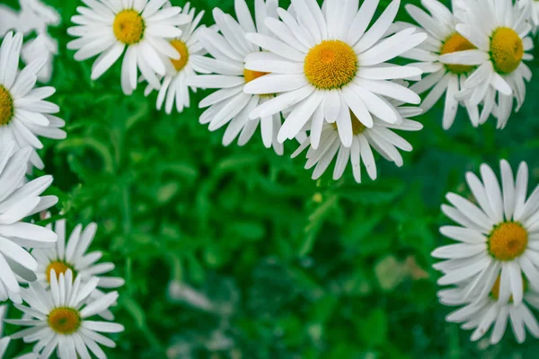 Flores de margarida brilhantes brancas em um contexto do landsca de verão — Fotografia de Stock