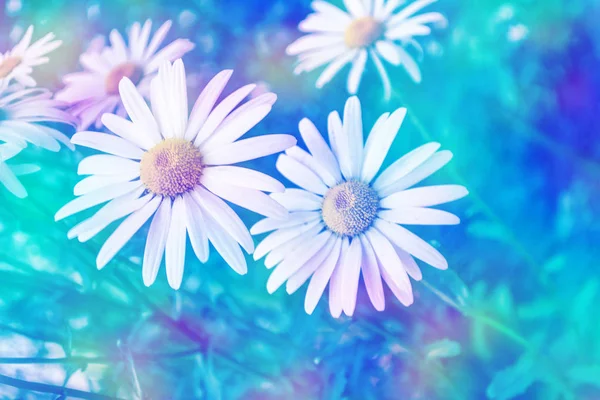 Weiße helle Gänseblümchenblümchen auf einem Hintergrund der Sommerlandschaft — Stockfoto
