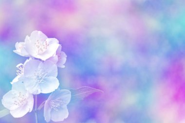 Yasemin şube hassas bahar çiçekleri beyaz