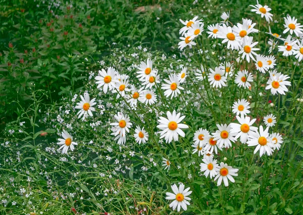 Λευκά λουλούδια Μαργαρίτα φωτεινή με φόντο το τοπίο του καλοκαιριού — Φωτογραφία Αρχείου