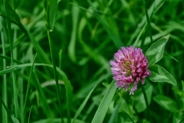 クローバーのピンクの花 — ストック写真