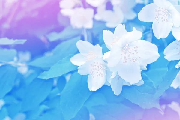 Gelsomino bianco Il ramo delicati fiori primaverili — Foto Stock