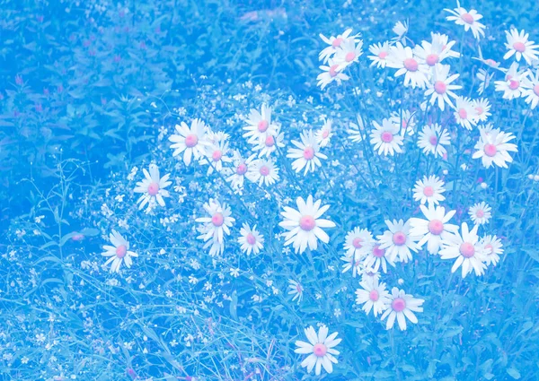 Fleurs blanches marguerites lumineuses sur un fond de paysage d'été — Photo