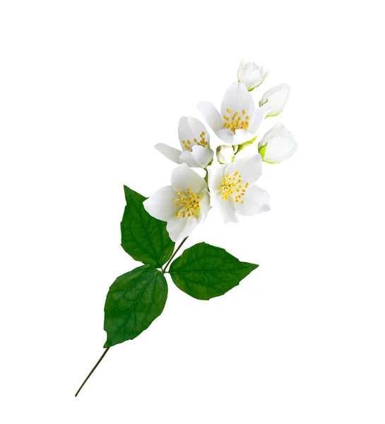 Yasemin çiçek şube — Stok fotoğraf