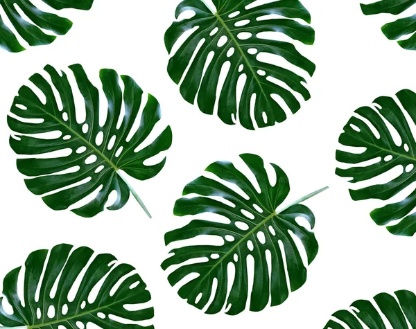 Floral background of green leaves of monsters and ferns — Stock Photo, Image