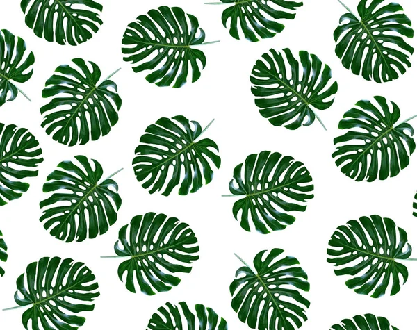 Fondo floral de hojas verdes de monstruos y helechos — Foto de Stock