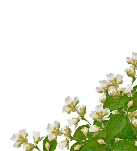 Branch of jasmine flowers — Stock Photo, Image