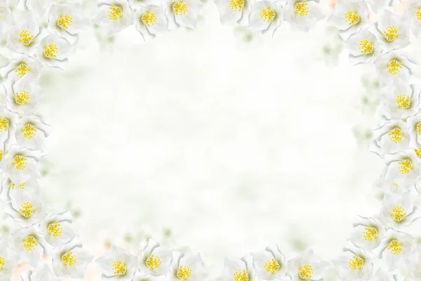 Jazmín blanco La rama delicadas flores de primavera —  Fotos de Stock