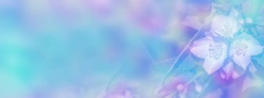 Yasemin şube hassas bahar çiçekleri beyaz