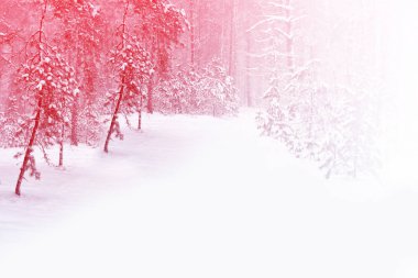  Karla kaplı ağaçlarla donuk kış ormanı.