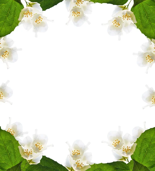 Гілка квітів жасмину — стокове фото