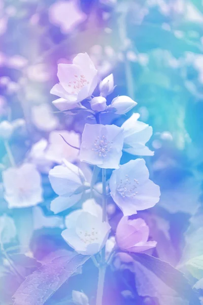 Υποκατάστημα λεπτή ανοιξιάτικα λουλούδια — Φωτογραφία Αρχείου
