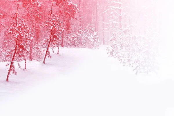 Gefrorener Winterwald mit schneebedeckten Bäumen. — Stockfoto