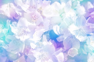 Yasemin şube hassas bahar çiçekleri beyaz