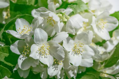 Yasemin şube hassas bahar çiçekleri beyaz