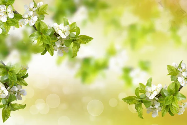 Blühender Astapfel. Leuchtend bunte Frühlingsblumen — Stockfoto