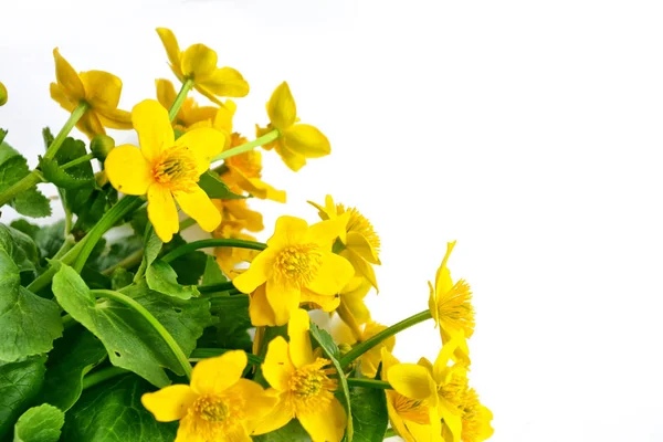Flores de primavera de color amarillo brillante sobre un fondo blanco . —  Fotos de Stock