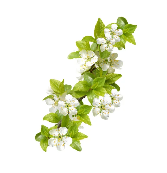 Rama floreciente de manzana aislada sobre fondo blanco. Primavera — Foto de Stock