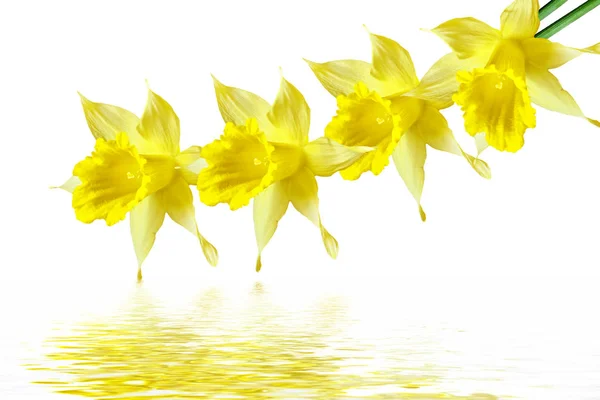 Våren blommor narcissus isolerad på vit bakgrund — Stok fotoğraf