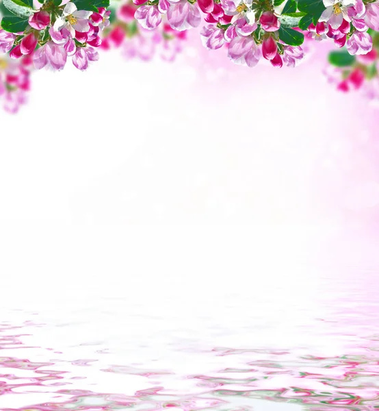 Çiçek açan elma dalı. Parlak renkli bahar çiçekleri — Stok fotoğraf
