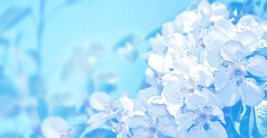 Çiçek açması şube elma. 