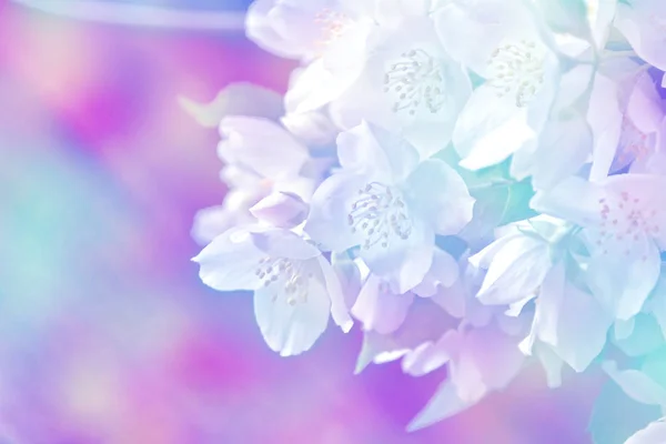 Jazmín blanco La rama delicadas flores de primavera — Foto de Stock