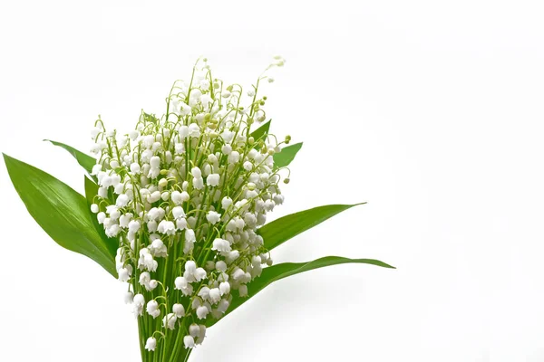 Lilyum beyaz bac izole Vadisi çiçek şube — Stok fotoğraf