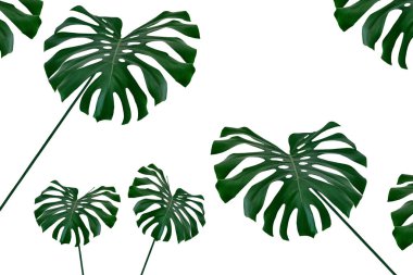 Canavarlar ve ferns yeşil yaprak çiçek arka plan