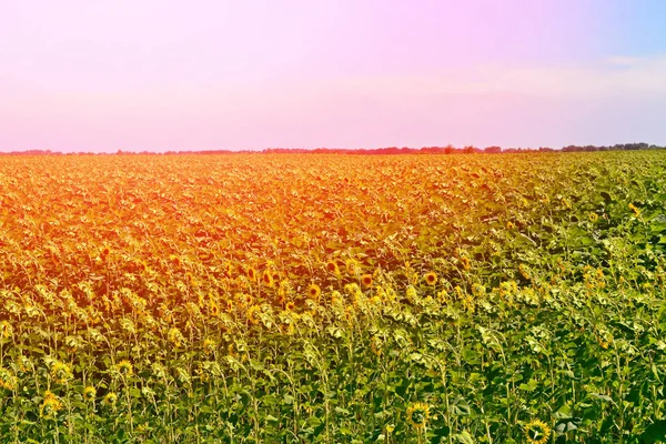 Όμορφη ηλιέλαιο πεδίο στο καλοκαίρι. — Φωτογραφία Αρχείου
