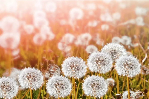 Пушистый цветок одуванчика на фоне летнего Яна — стоковое фото