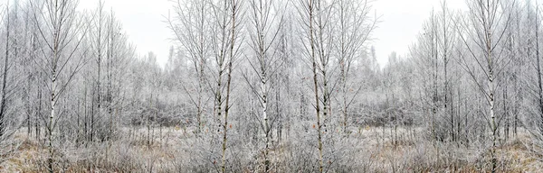 Forêt dans le gel. Paysage hivernal. Arbres couverts de neige. — Photo