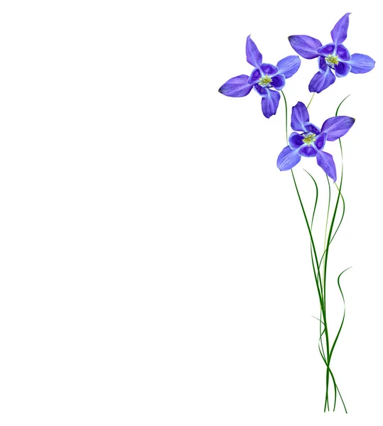 Campane di fiori blu isolate su sfondo bianco — Foto Stock