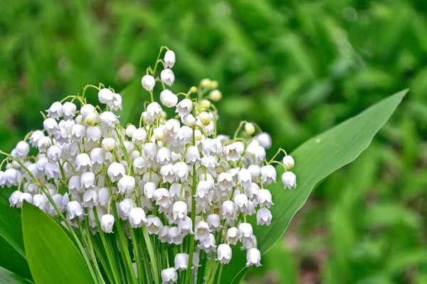 Vårlandskap. blommor liljekonvalj — Stockfoto