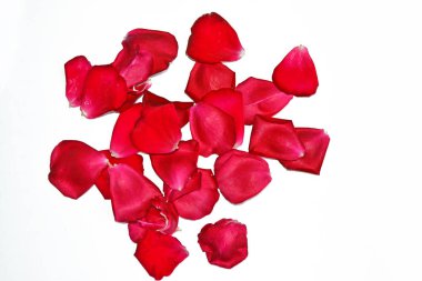 kırmızı gül yaprakları 