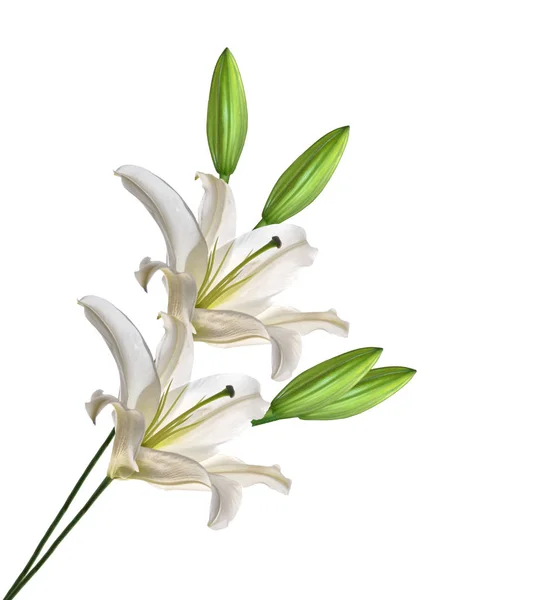 Lys de fleurs isolé sur fond blanc. — Photo