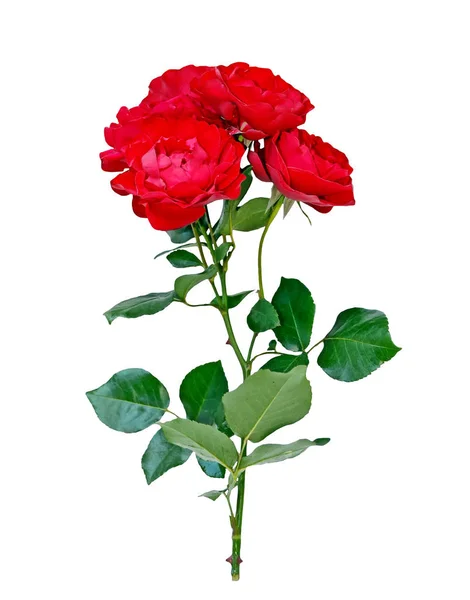 Ljusa färgglada rose — Stockfoto