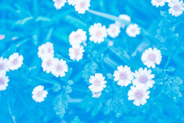 Parlak papatya çiçekler yaz landsca bir arka plan üzerinde beyaz