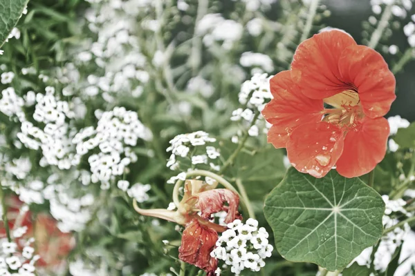 Kapuzinerkresseblüten. Sommerlandschaft — Stockfoto