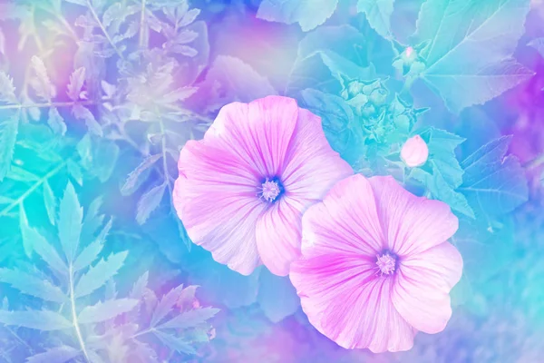 Rosa Lavatela bunte Blumen — Stockfoto