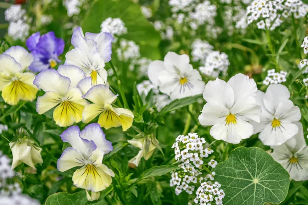 Bright colorful pansy flowers on a background of the summer land — Stock Photo, Image