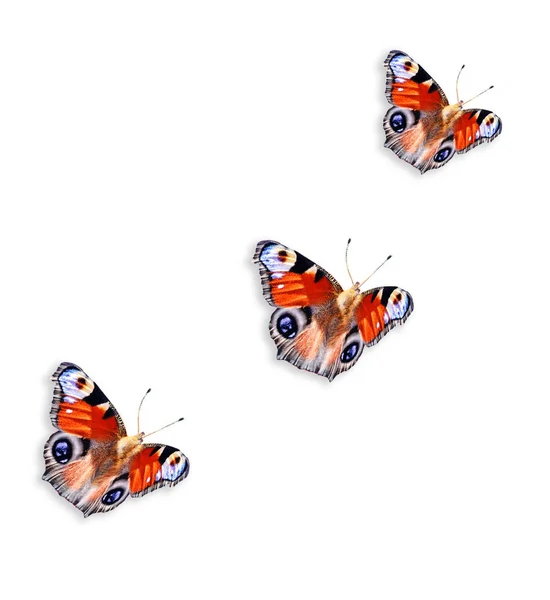 Los insectos son mariposas aisladas sobre un fondo blanco . — Foto de Stock