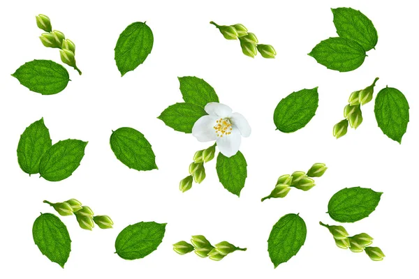 Branch of jasmine flowers isolated on white background — Stock Photo, Image