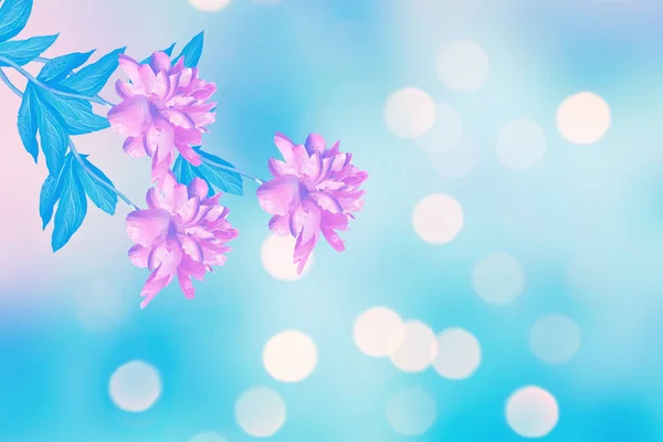 Parlak renkli çiçek peonies — Stok fotoğraf