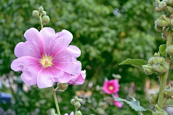 Ljusa blommor mallow — Stockfoto