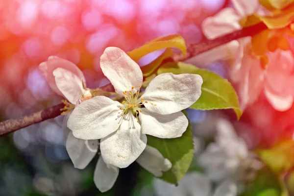 Manzana de rama floreciente . — Foto de Stock