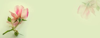 Parlak renkli çiçek gül.