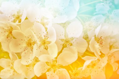 Çiçek açması şube elma. 