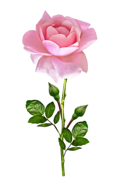 Leuchtend bunte Rose — Stockfoto