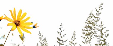 Bulanık çim ve sarı yıldız çiçeği 